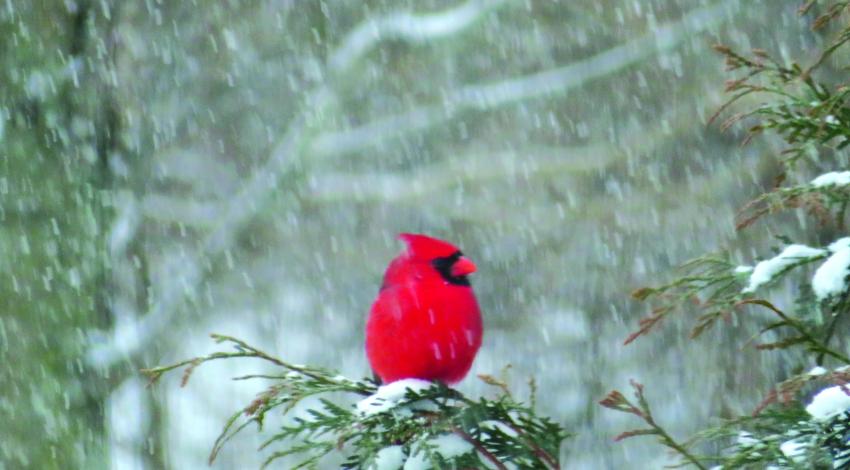 red cardinal on tree branch in the snow