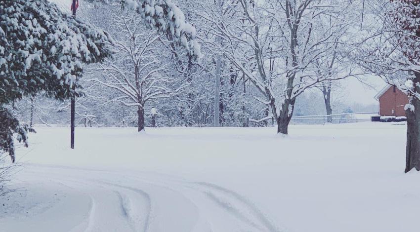 snowy scene with trees