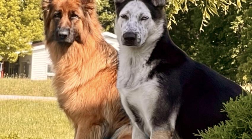 two big dogs sitting in sunlight