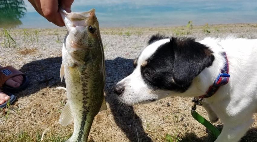 a dog smelling a fish