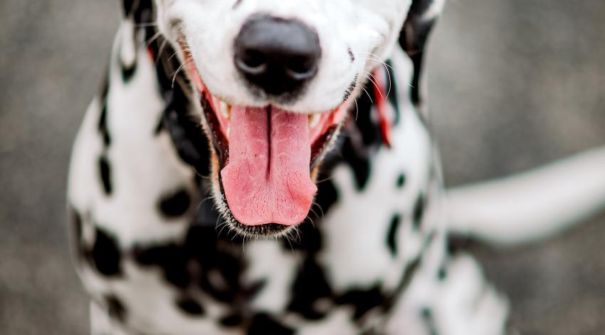 White dog with black spots, with eyes closed and mouth open in apparent smile