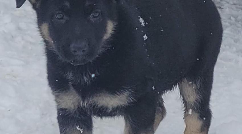 black and brown puppy in the snow