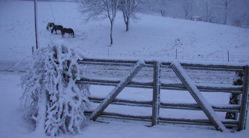 snowy field with three horses