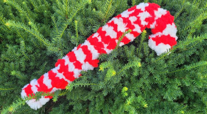 red-and-white striped candy cane on pine branches