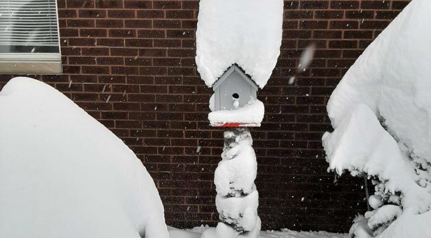 snow piled deeply on bushes and bird house