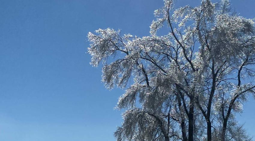 snow-covered tree in front of sunny blue sky