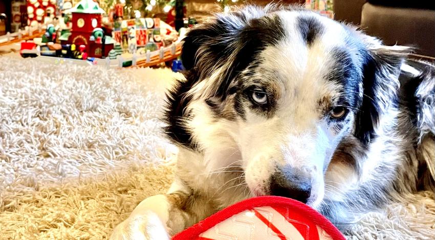 White dog with black ears and spots lying on carpet in front of Christmas tree, holding stuffed candy cane between front paws