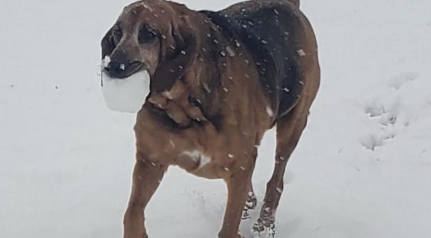 brown-and-black dog running with snowball in its mouth