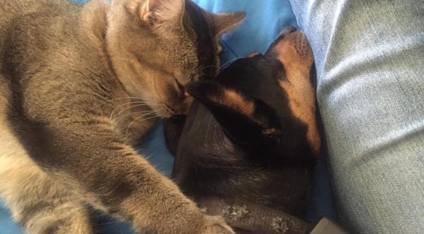 cat snuggled up with dog