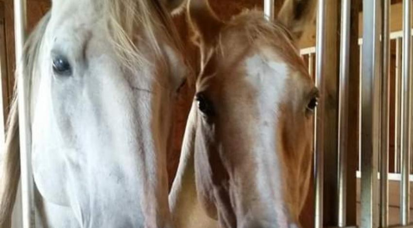 two horses standing close together