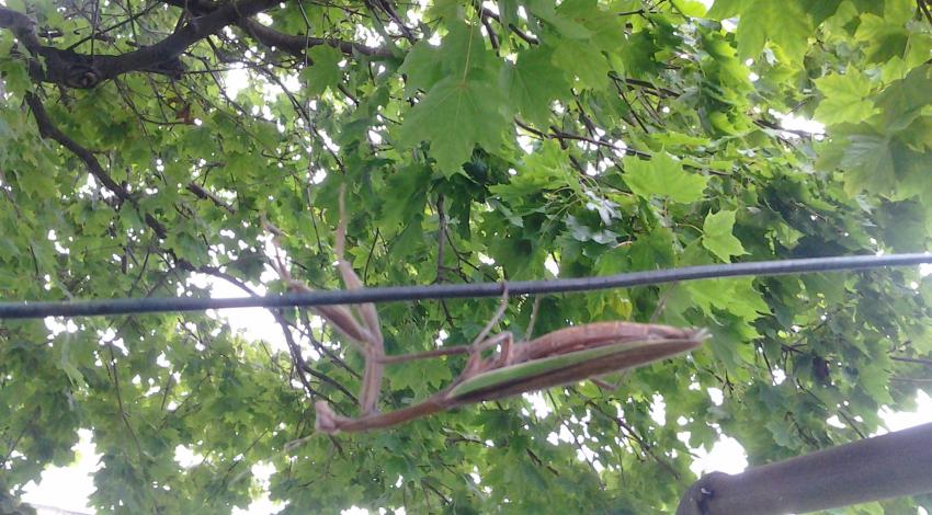 praying mantis hanging upside down on wire with tree in background