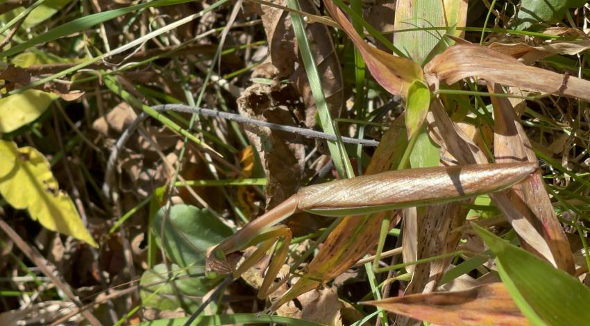 Praying mantis camouflaged among leaves and grass