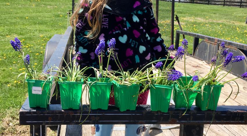 small girl stands behind row of plants in green containers