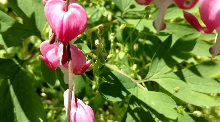 pink flowers in bloom