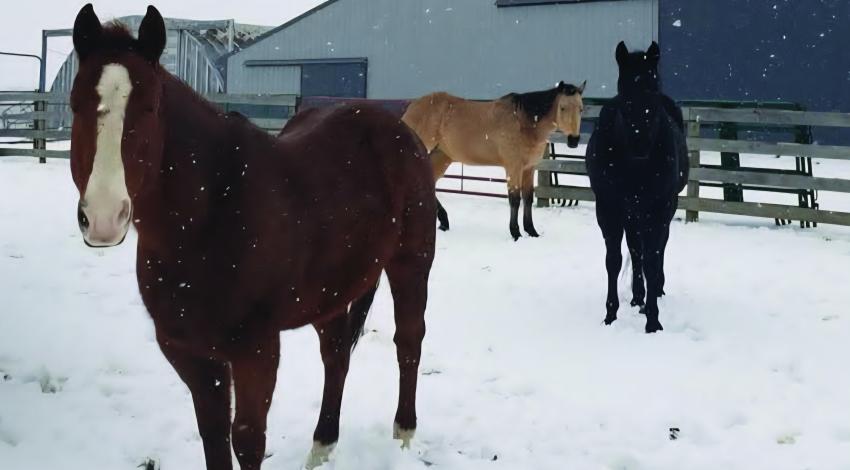 three horses in snowy paddock