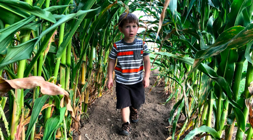little boy walks between tall rows of cornstalks