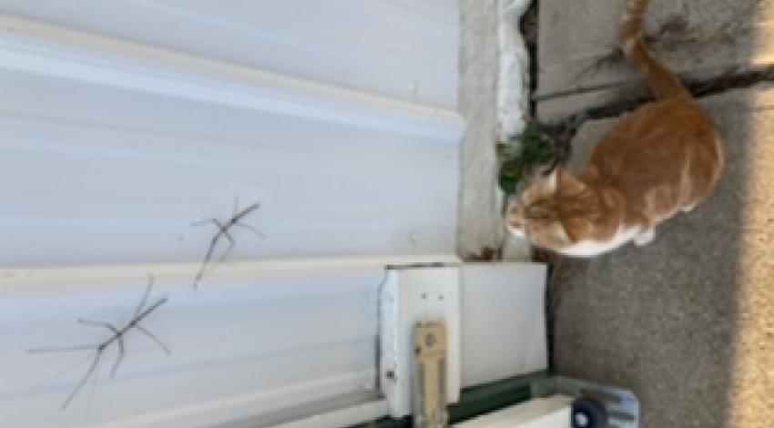 Orange striped cat looking up wall at two walking stick bugs