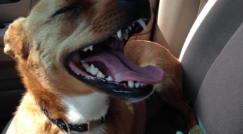 brown dog on car seat