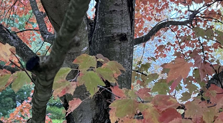 tree with green and orange leaves