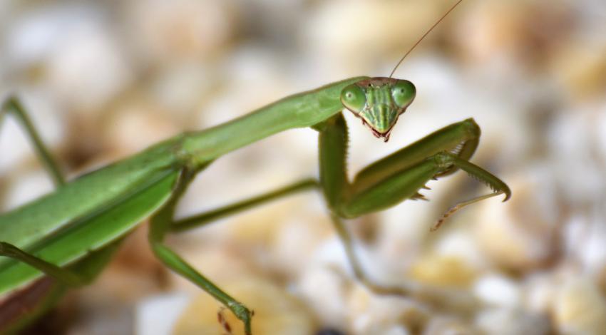 close photo of green praying mantis