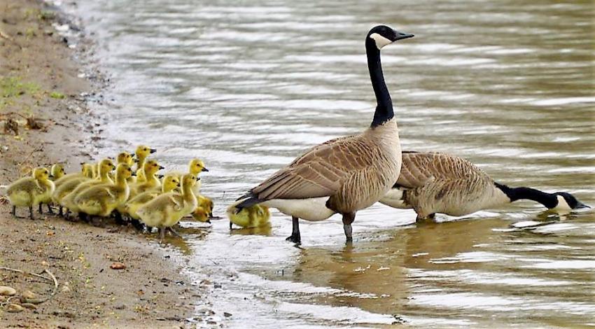 two geese lead babies into water