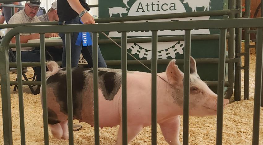 girl with pig