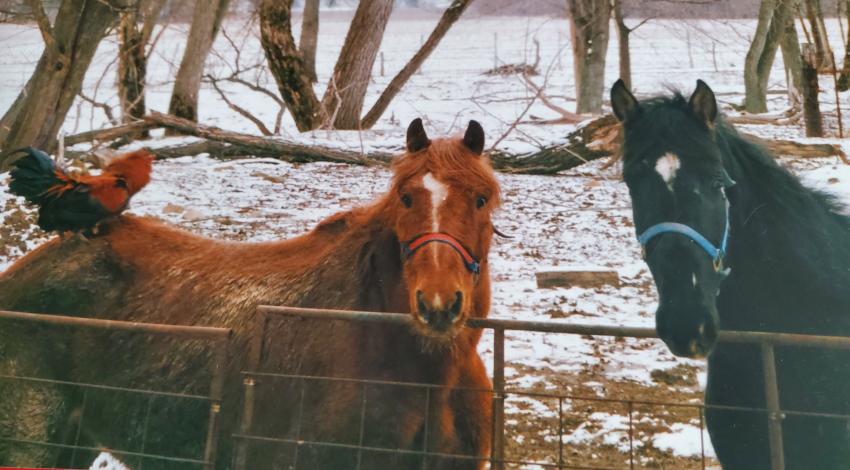 two horses standing at a fence, one with a rooster on its back