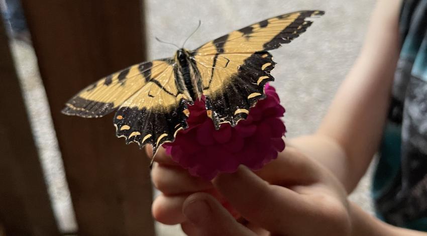 Yellow butterfly on pink flower in child's hand