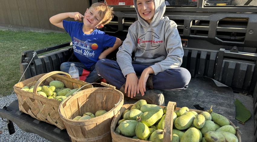 two boys with three baskets of pawpaws