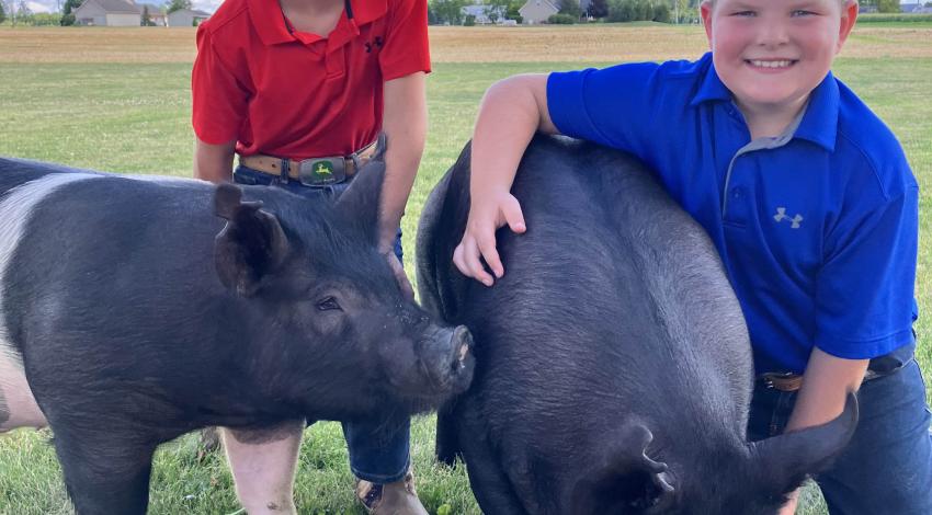 two boys with two pigs on a pretty day