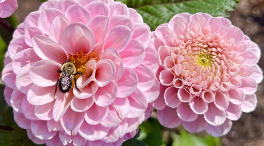 bee on pink flower blossom