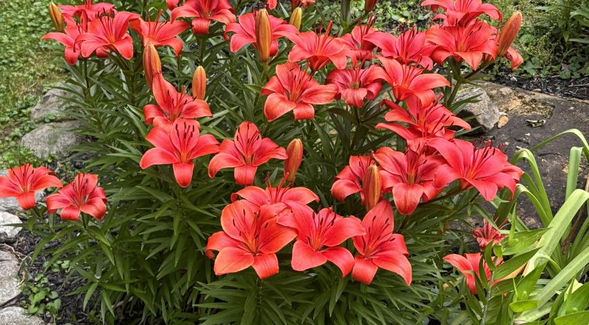 red lilies