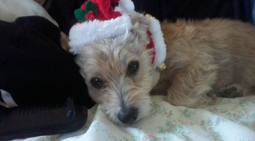 T.Our dog, “Edges,” ready for Santa. Coble