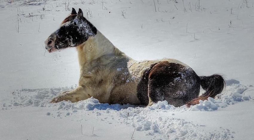 brown-and-white horse rolling in snow