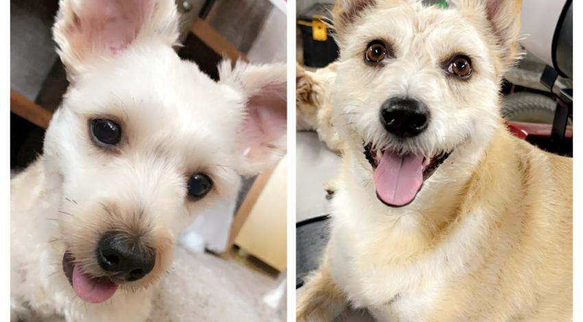 two small smiley dogs