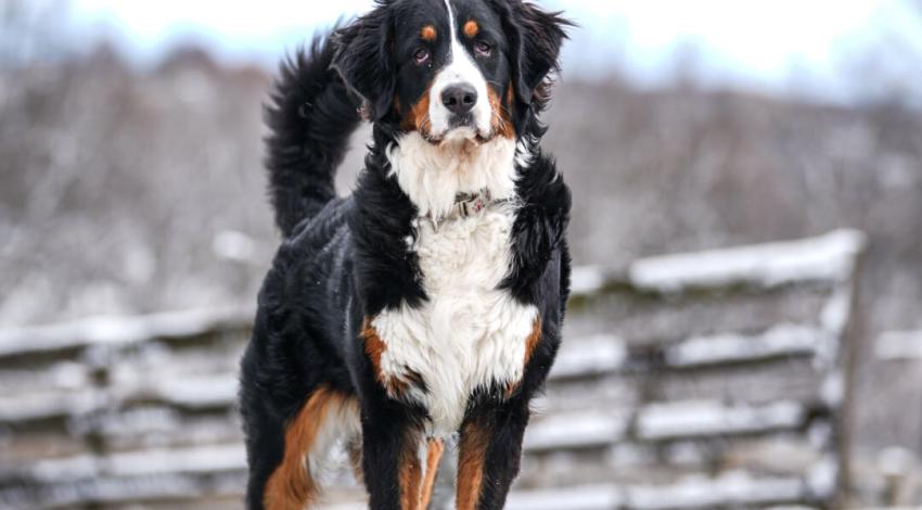 tricolor dog in the snow