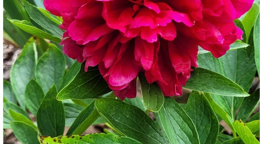 bright red-pink peony flower