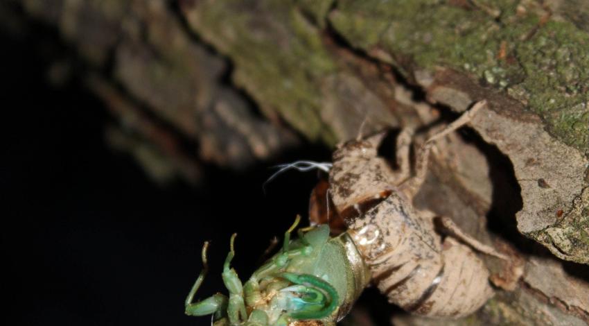 Green cicada emerging from shell on tree trunk