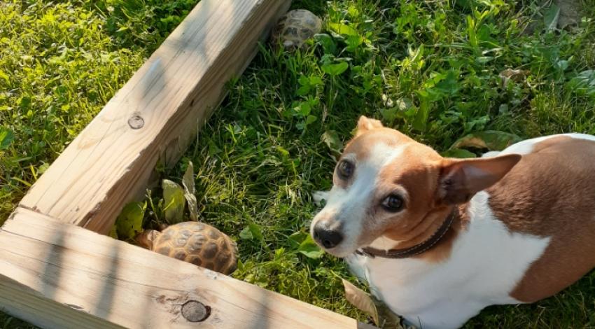 brown and white dog on grass by tortoise