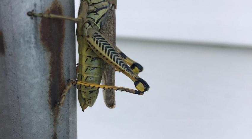 big green cricket on vertical metal pole