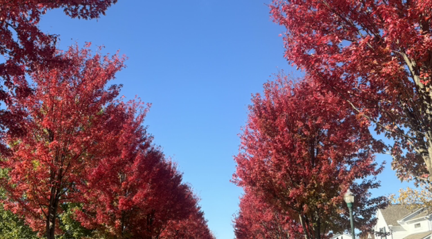 red-leaved trees along a road