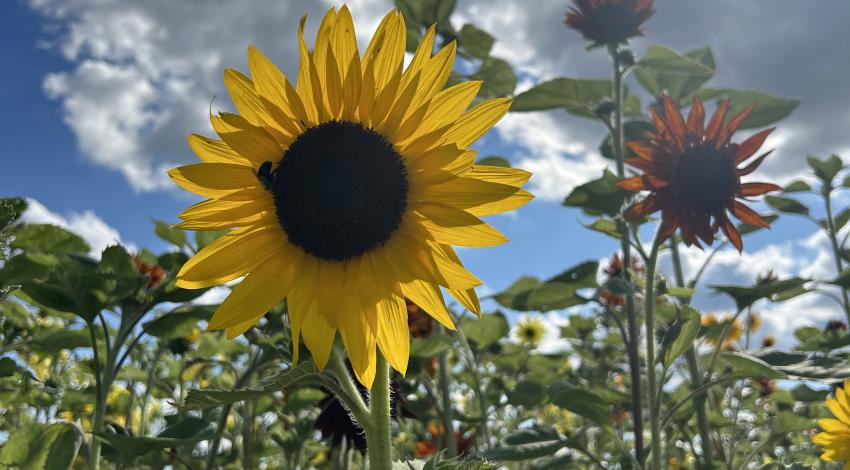 sunflowers growing in field