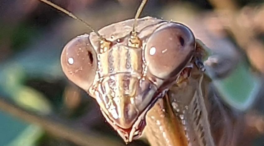 very close shot of praying mantis head