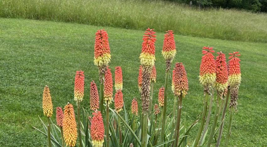 orange and yellow flowers