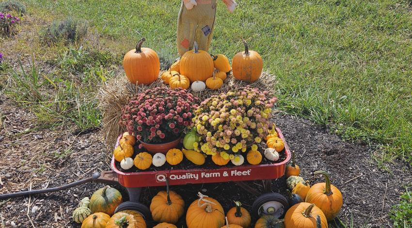 pumpkins and mums in a wagon