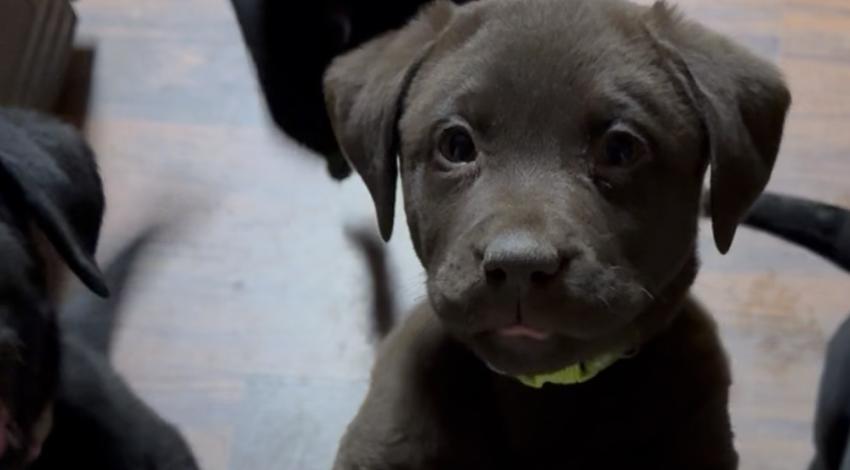 two black puppies at gate