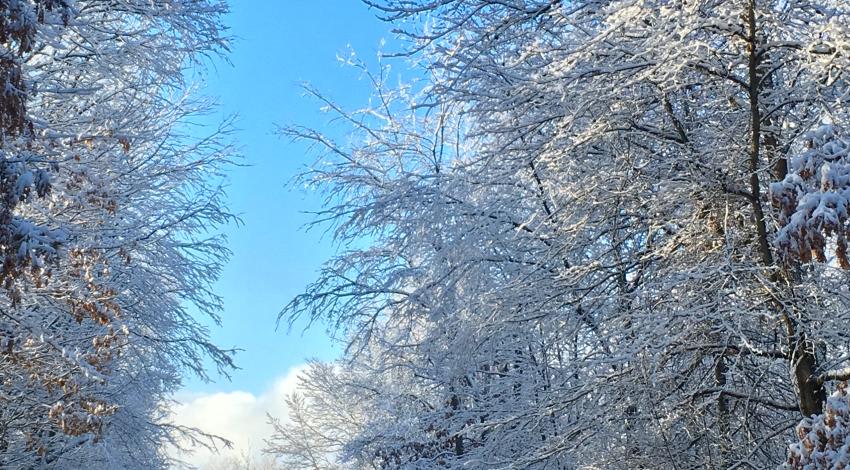 snow-covered trees along road