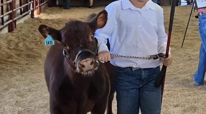 boy with calf