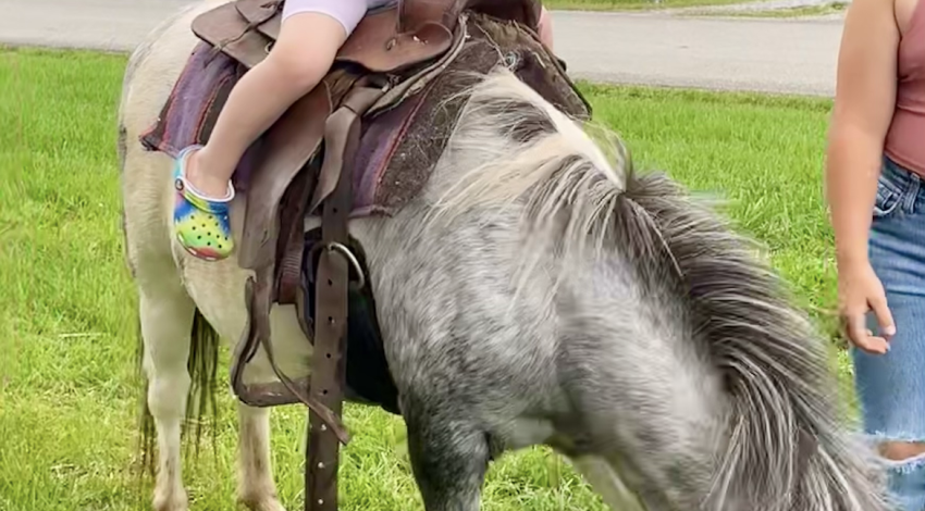 little girl on pony