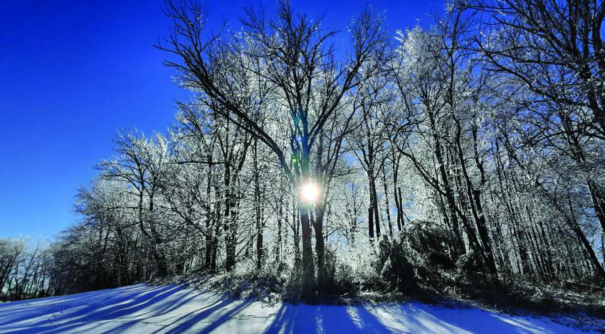 sun showing through snowy trees